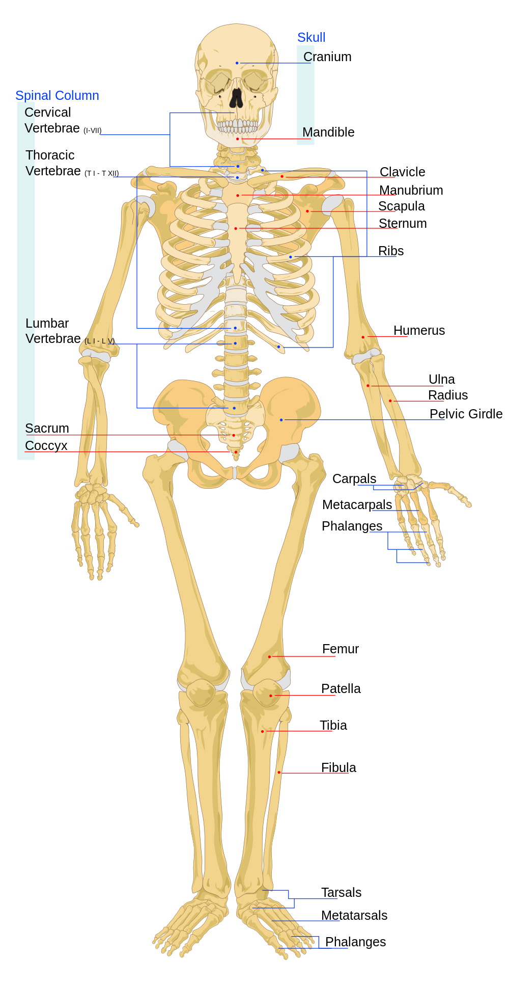 Diagram of the Human Skeleton