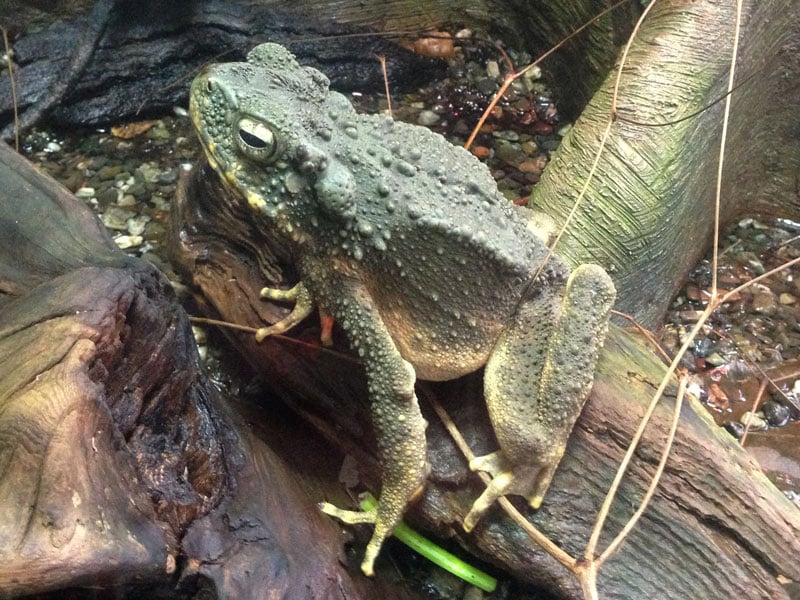 Borneo River Toad