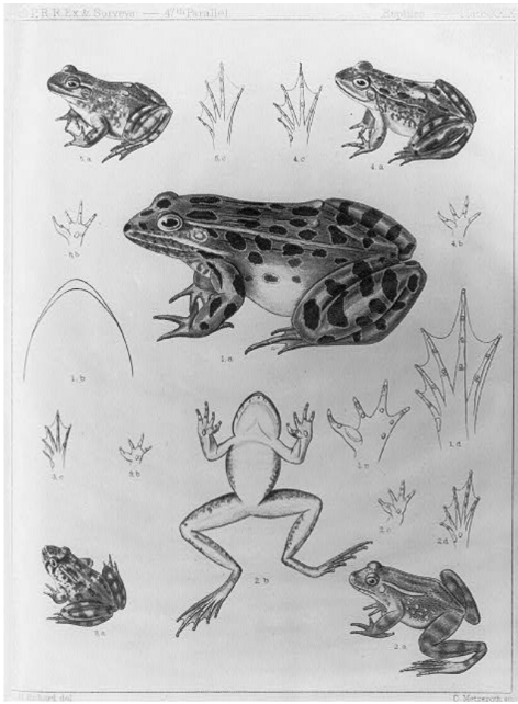 drawings of frogs